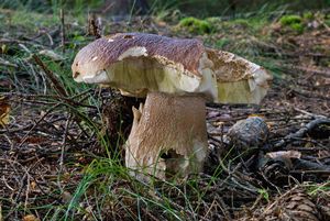 Klikni pro velký obrázek