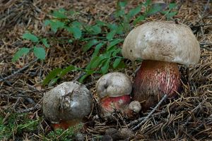 Klikni pro velký obrázek