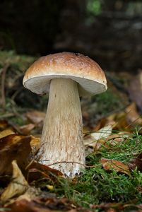 Klikni pro velký obrázek