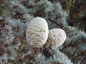 Cedr (Cedrus)