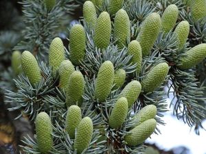 Cedr (Cedrus)