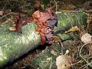 Rosolovka listovitá - Tremella foliacea Pers. 1800