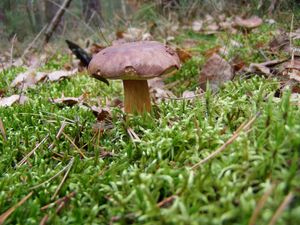 Hřib hnědý - Imleria badia (Fr.) Vizzini