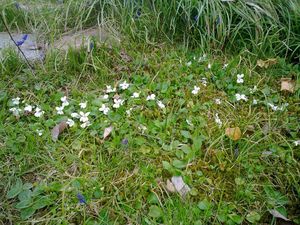 Violka vonná  (Viola odorata)