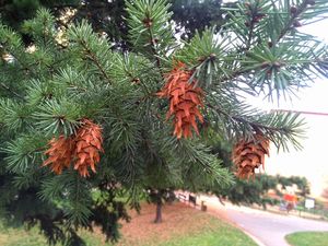 Douglaska tisolistá (Pseudotsuga menziesii)