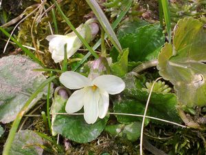 Violka vonná  (Viola odorata)