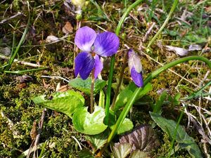 Violka vonná  (Viola odorata)