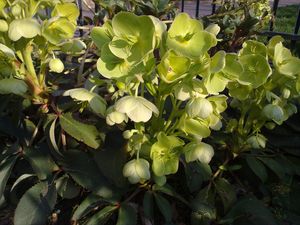 Čemeřice korsická  (Helleborus argutifolius Viviani)