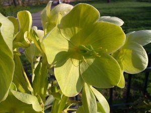 Čemeřice korsická  (Helleborus argutifolius Viviani)