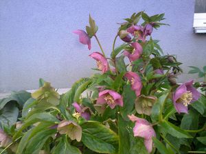 Čemeřice nachová (Helleborus purpurascens)