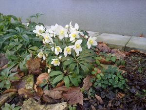 Čemeřice černá (Helleborus niger)