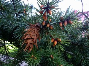 Douglaska tisolistá (Pseudotsuga menziesii)