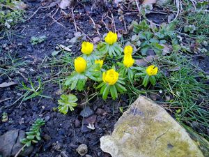 Talovín zimní (Eranthis hyemalis (L.) Salisb.)