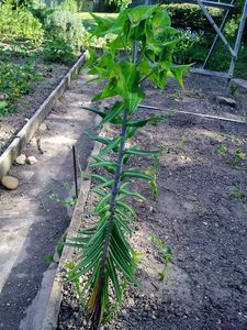 Pryšec skočcový (Euphorbia lathyris.)