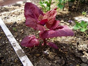 Lebeda zahradní červenofialová  (Atriplex hortensis var. rubra)