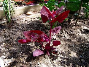 Lebeda zahradní červenofialová  (Atriplex hortensis var. rubra)