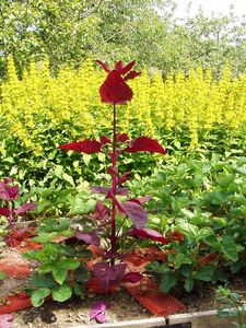 Lebeda zahradní červenofialová  (Atriplex hortensis var. rubra)