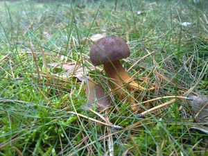 Klikni pro velký obrázek