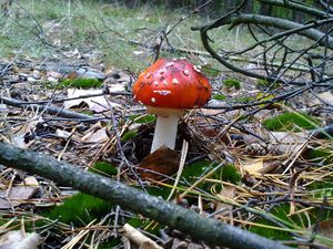 Klikni pro velký obrázek