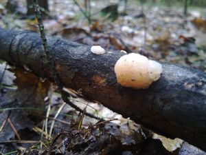 Klikni pro velký obrázek