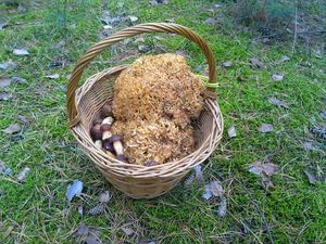 Klikni pro velký obrázek