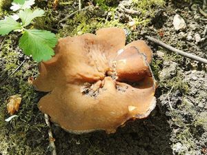 Klikni pro velký obrázek