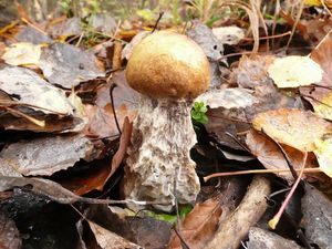 Klikni pro velký obrázek