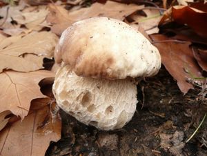 Klikni pro velký obrázek