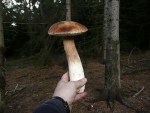 Klikni pro velký obrázek