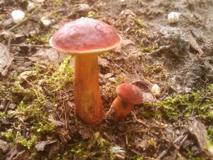 Klikni pro velký obrázek