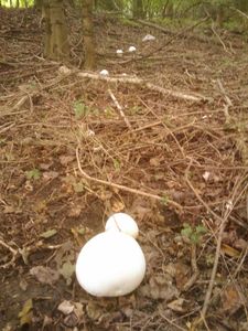 Klikni pro velký obrázek