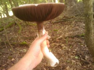 Klikni pro velký obrázek