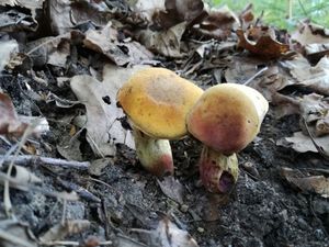 Klikni pro velký obrázek