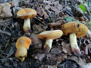 Klikni pro velký obrázek