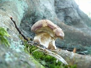 Klikni pro velký obrázek