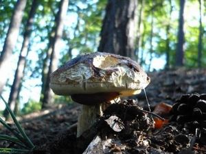 Klikni pro velký obrázek