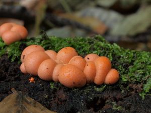 Vlčí mléko červené - Lycogala epidendrum (J.C. Buxb. ex L.) Fr.