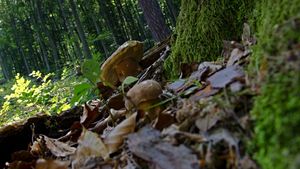 Klikni pro velký obrázek