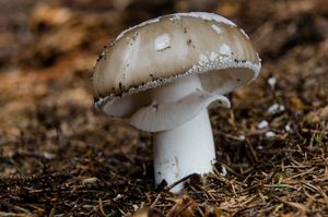 Muchomůrka šedivka - Amanita excelsa (Fr.) Bertill.  in Dechambre 1866