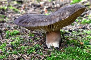 Holubinka černající - Russula nigricans Fr. 1838