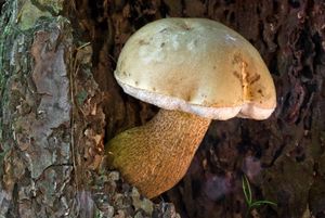 Hřib žlučník - Tylopilus felleus  (Bull.) P. Karst. 1881