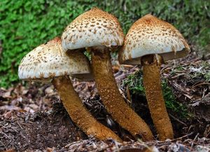 Šupinovka kostrbatá - Pholiota squarrosa (Vahl) P. Kumm. 1871