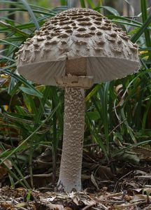 Bedla vysoká - Macrolepiota procera (Scop.) Singer 1948