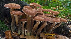 Václavka smrková - Armillaria ostoyae (H. Romagnesi) Herink.