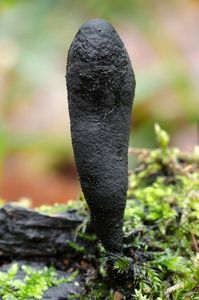 Dřevnatka dlouhonohá - Xylaria longipes