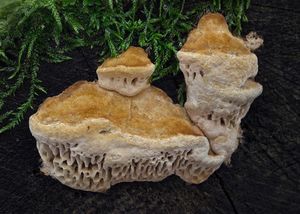 Síťkovec dubový - Daedalea quercina  (L.) Pers. 1801