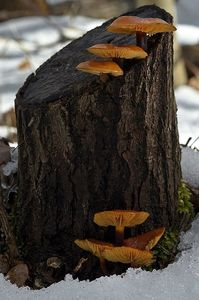 Klikni pro velký obrázek