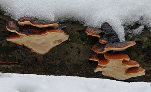 Troudnatec pásovaný - Fomitopsis pinicola (Sw.) P. Karst. 1881