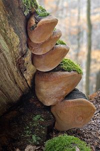 Ohňovec statný - Fomitiporia robusta (P. Karst.) Fiasson & Niemelä 1984