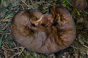 Destice chřapáčová - Gyromitra perlata